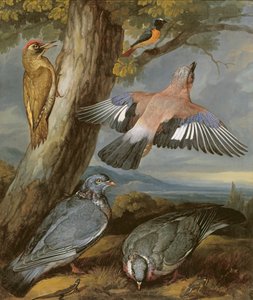 جاي ، Green Woodpecker ، الحمام و Redstart ، c.1650